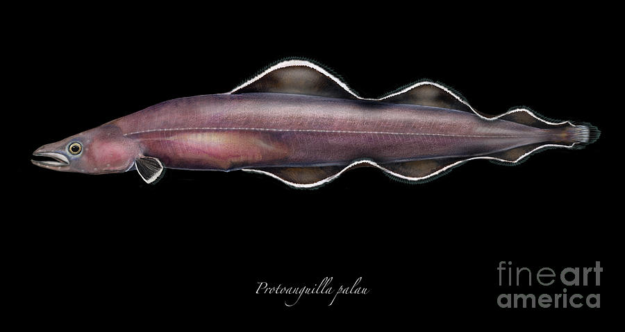 Living fossil eel - Protoanguilla palau - by Maassen-Pohlen Painting by Urft Valley Art  Matt J G  Maassen-Pohlen