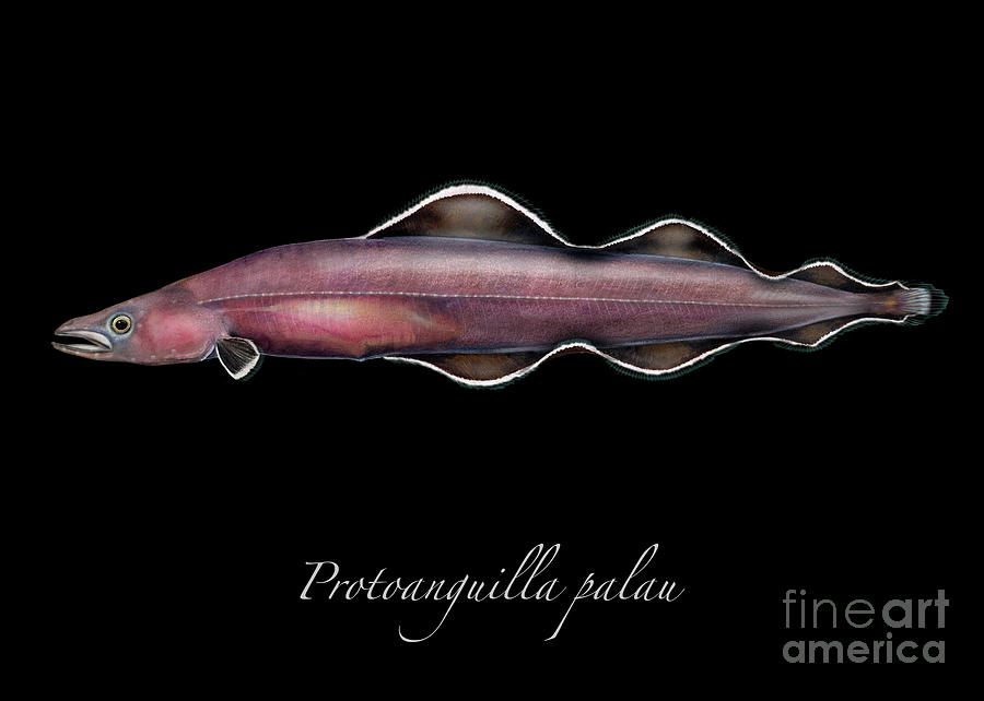 Living fossil eel - Protoanguilla palau Painting by Urft Valley Art  Matt J G  Maassen-Pohlen