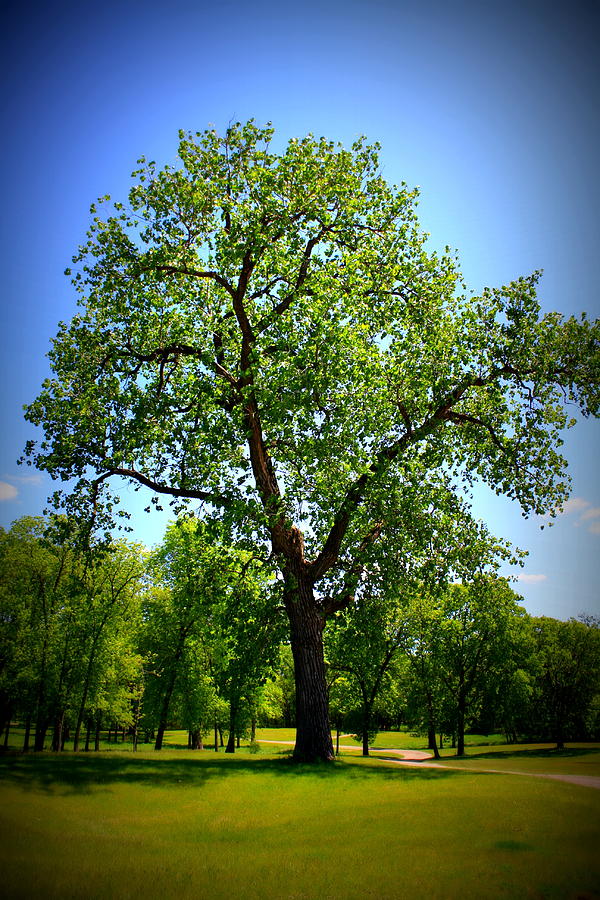 Old Green Tree Photograph by Inspired Arts