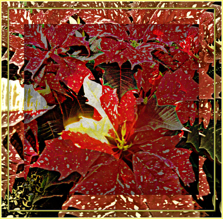 Living Light of Poinsettias  Photograph by Mindy Newman