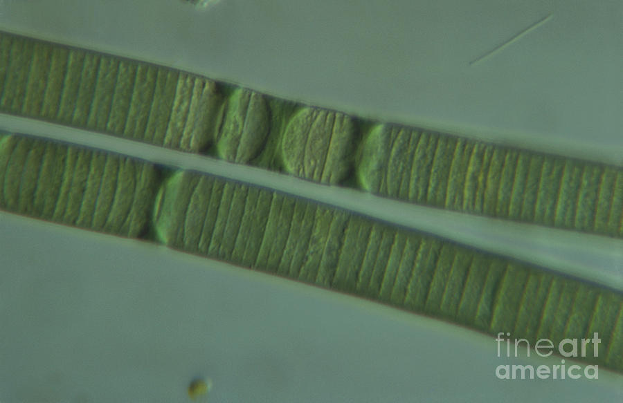 Cyanobacteria Photograph - Living Oscillatoria, Dic by M. I. Walker