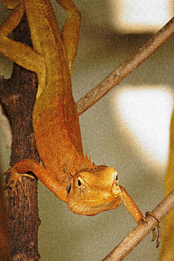 Lizard Photograph by Arik S Mintorogo