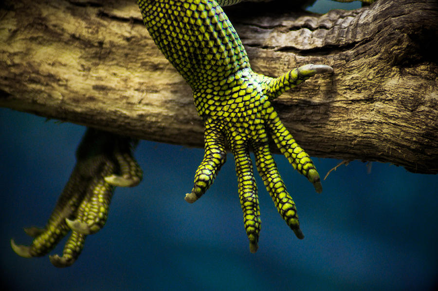 Пальцы хамелеона