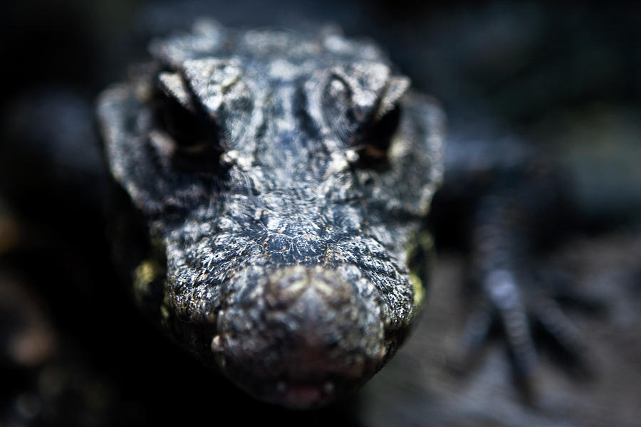 Lizard Fierce Photograph by Lorraine Devon Wilke