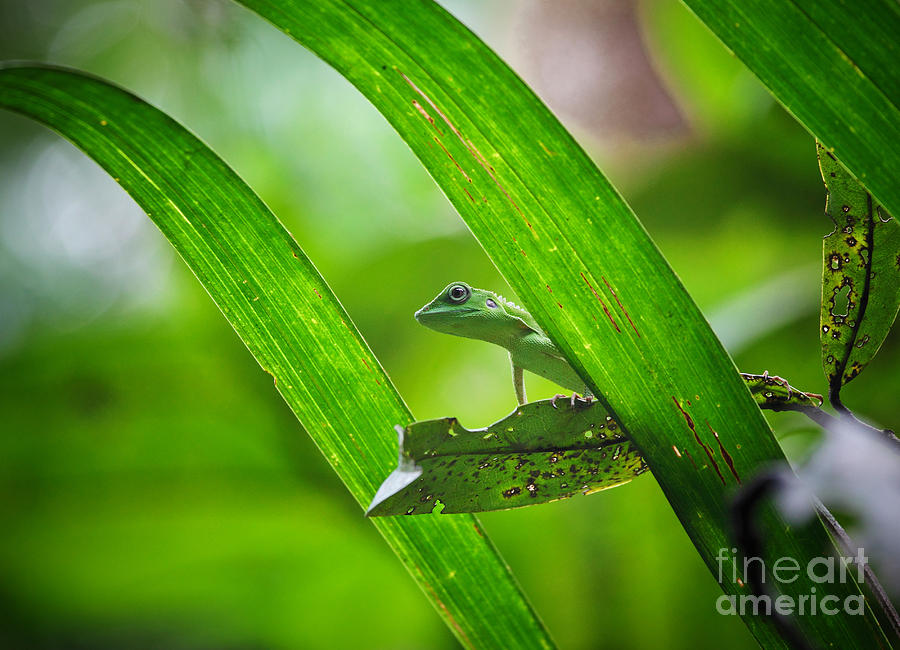Lizard Photograph by Gualtiero Boffi