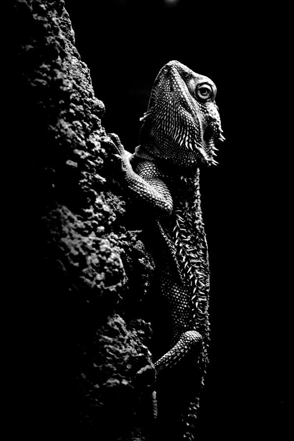 Lizard Photograph by Hakon Soreide