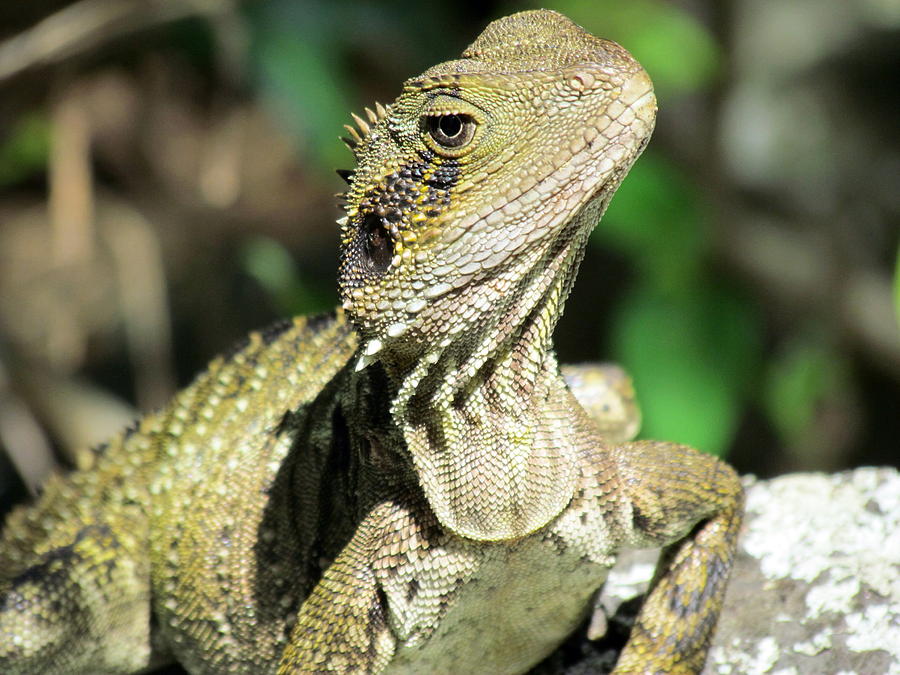 Lizard Photograph by Joyce Woodhouse - Fine Art America