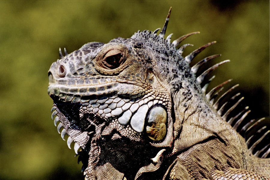 Lizard Lunch Photograph by Rianna Stackhouse - Fine Art America