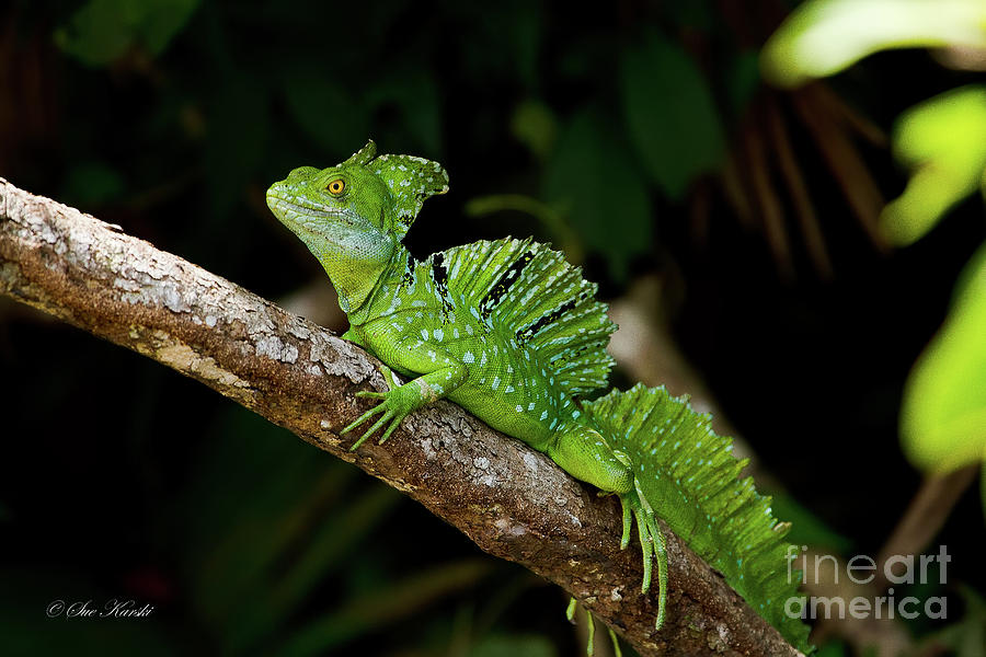 Lizard on a Stick Photograph by Sue Karski
