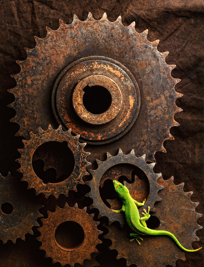 Gears Photograph - Lizard on gears by John Wong