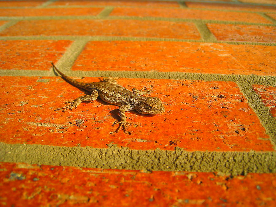 Lizard One Photograph by John King I I I