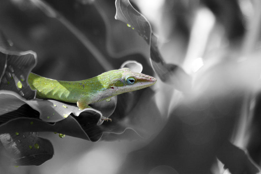 Lizard Selective Coloring Photograph by Jeanne Andrews