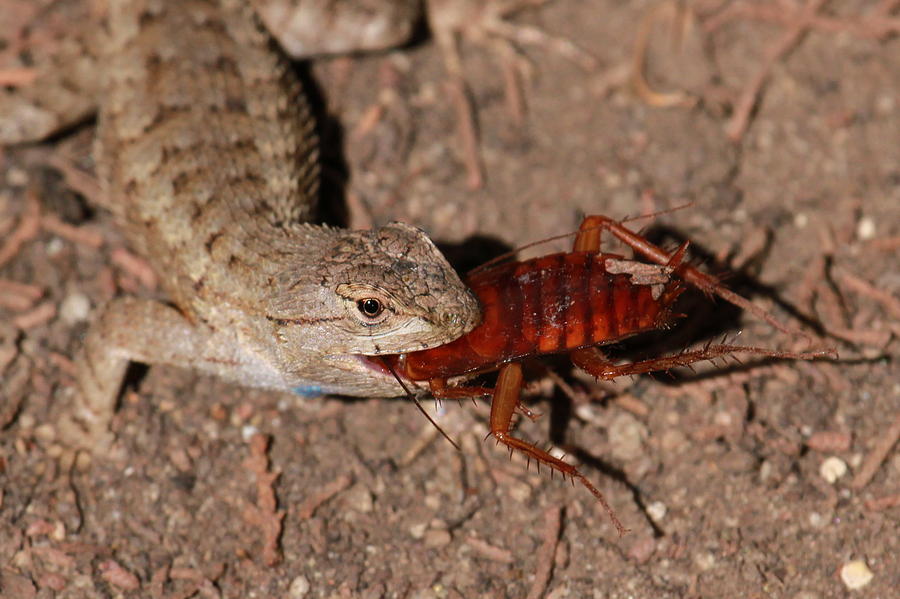 Lizard Vs Cockroach Photograph By Paul Marto