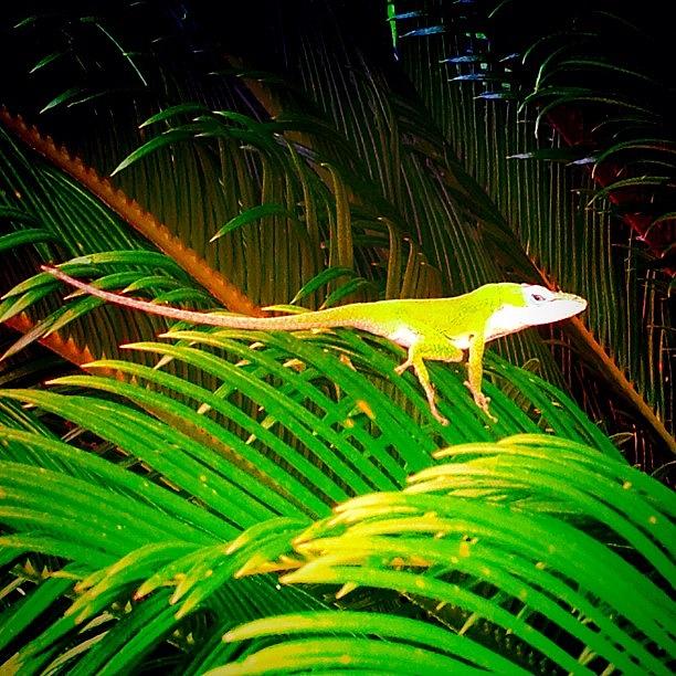 Wildlife Photograph - #lizard #wildlife #bestoftheday by Jeff Jordan