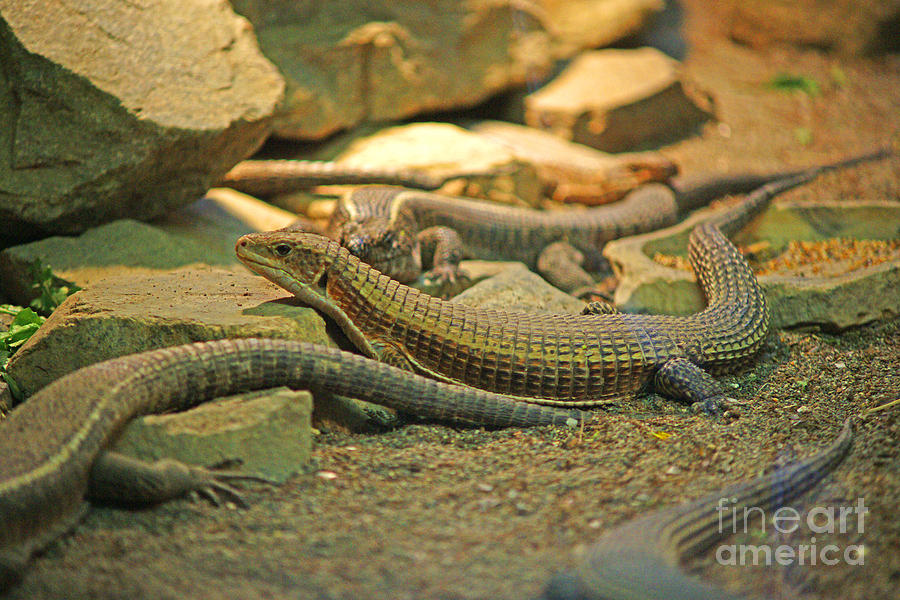 Lizards Photograph by Randy Harris