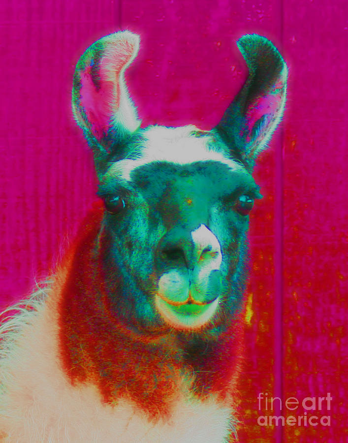 Llama Of A Different Color Photograph by Smilin Eyes Treasures