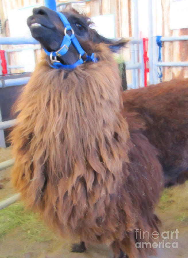 Llama Ready to Spit Photograph by Donna L Munro