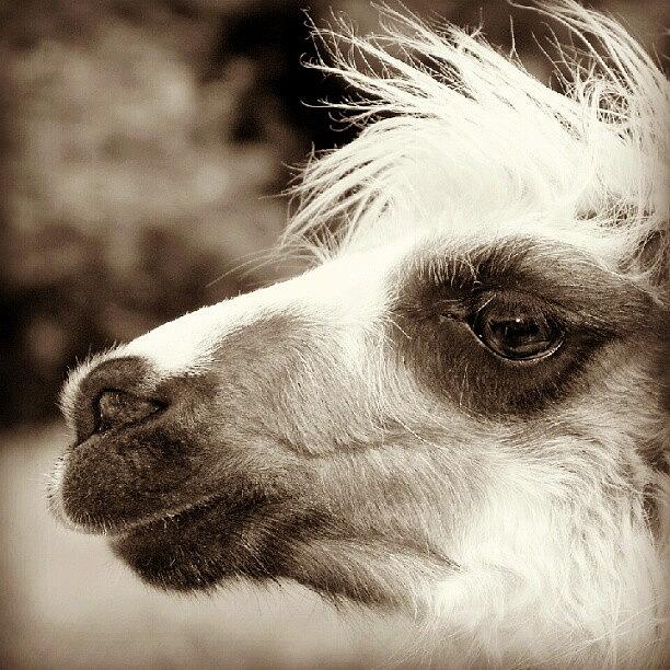 Animal Photograph - #llama Woodlands Adventure #park #devon by Andrew Staffer