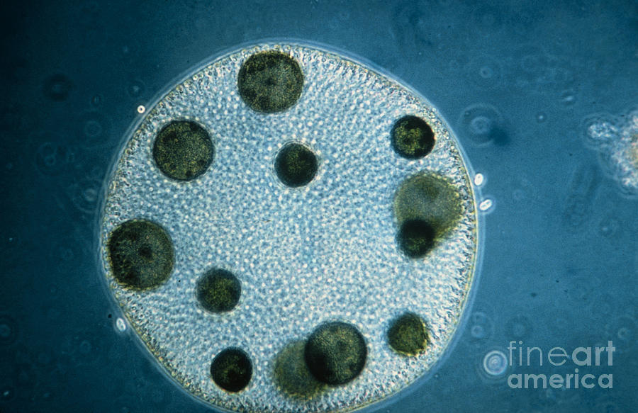 Nature Photograph - Lm Of A Colony Of Volvox Aureus by Eric Grave