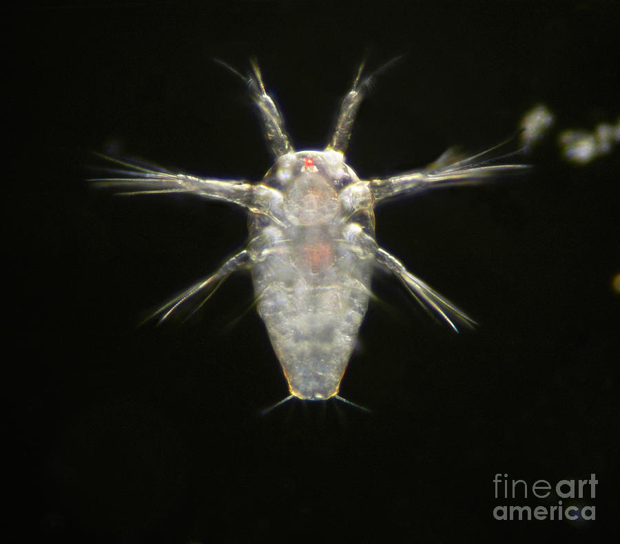 Lm Of Barnacle Larvae Photograph by Raul Gonzalez Perez