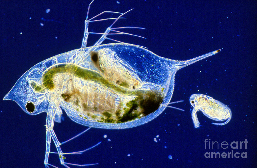 Lm Of Daphnia Sp. Giving Birth, X18 Photograph by M. I. Walker