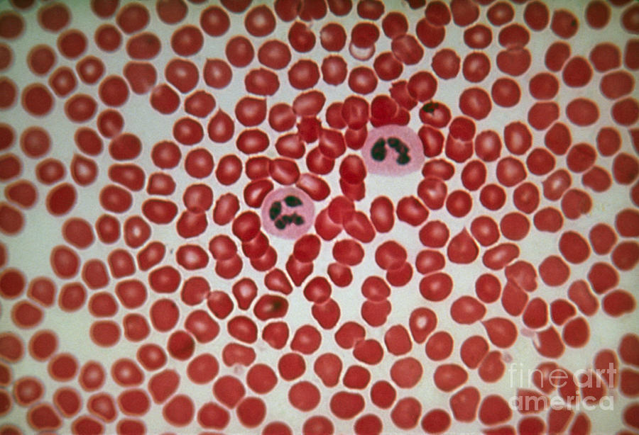 Blood Smear Photograph - Lm Of Human Blood Smear Showing Red & by Eric Grave