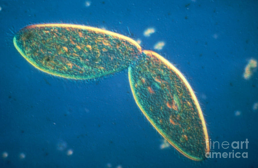 Lm Of Paramecium Caudatum In Cell Photograph by Eric Grave