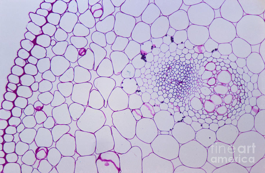 Lm Of Ranunculus Stem Photograph By M. I. Walker 