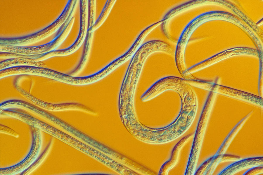 Lm Of The Nematode Worm, Caenorhabditis Elegans Photograph by Sinclair ...