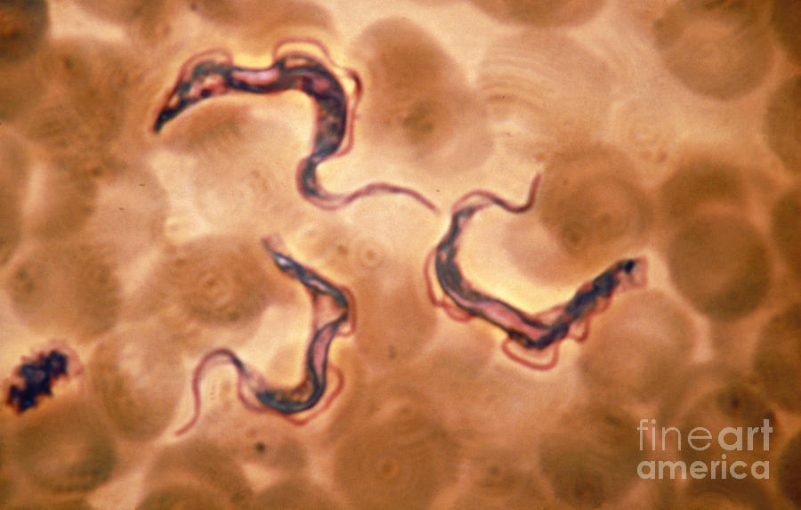 Lm Of Trypanosoma Gambiense, Sleeping Photograph by Eric Grave