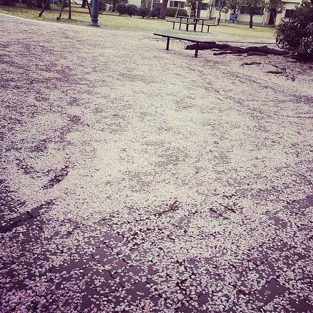 Nature Photograph - Loads Of Cherry Blossoms On Ground by Julianna Rivera-Perruccio