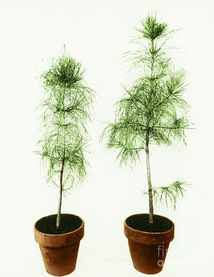Loblolly Pine Gibberellic Acid Photograph by USDA/Omikron