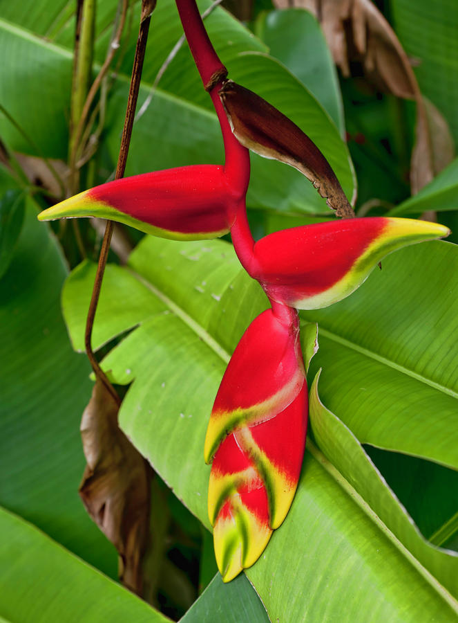 Lobster Claw Heliconia Photograph by Dan McManus