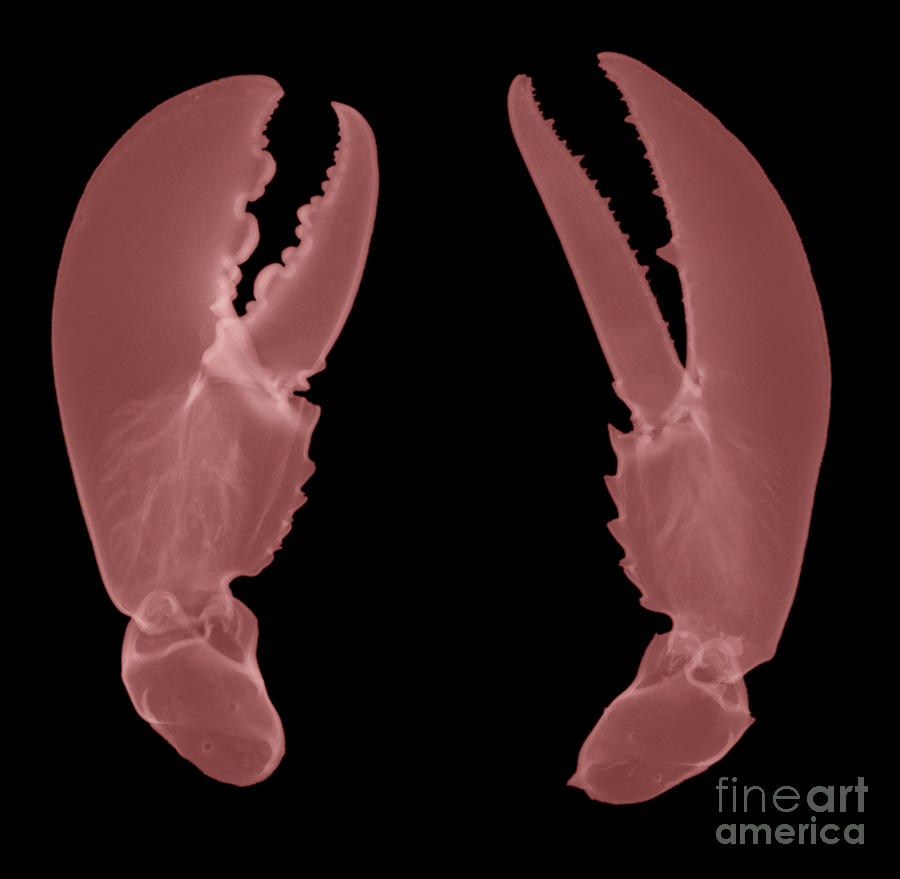Lobster Claws X-ray Photograph by Ted Kinsman