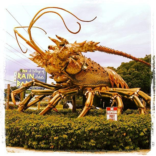 Key Photograph - Lobster Season by Michele Green Williams
