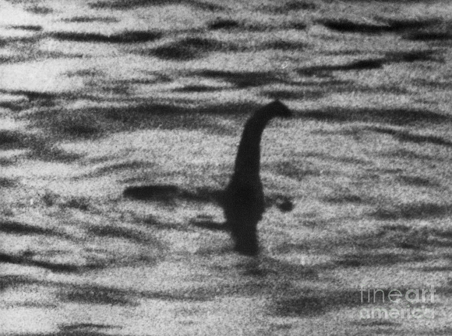 Dinosaur Photograph - Loch Ness Monster by London Daily Mail