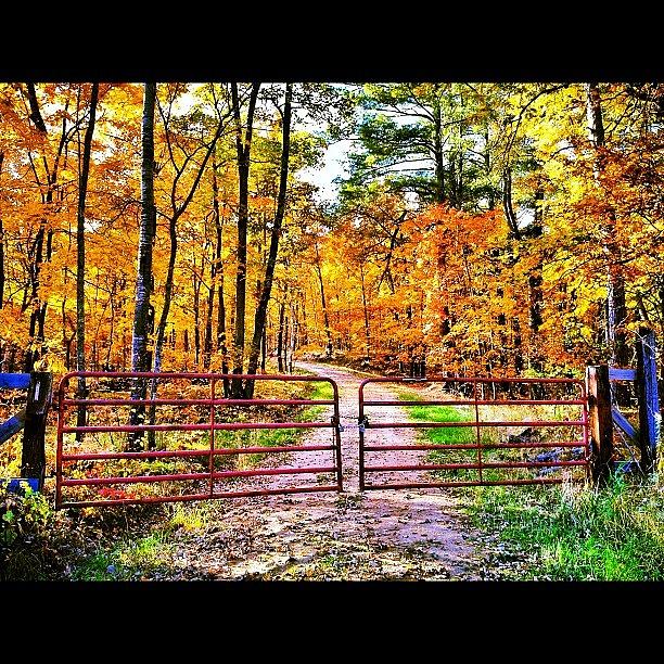 Nature Photograph - #locked Away.  #nature #minnesota #gate by Mike S
