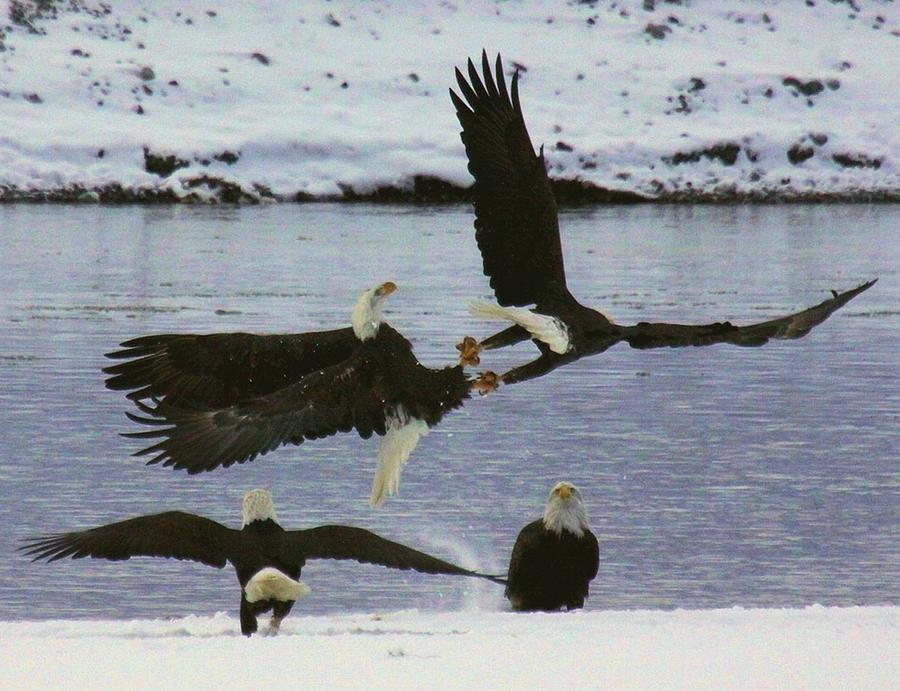 Locked in battle Photograph by Myrna Bradshaw Fine Art America Locked in battle Photograph by Myrna Bradshaw Fine Art America