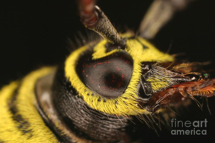 Locust Borer Beetle Photograph by Ted Kinsman