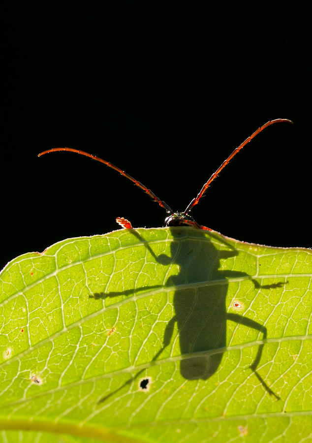 Locust Borer Photograph by Mircea Costina Photography