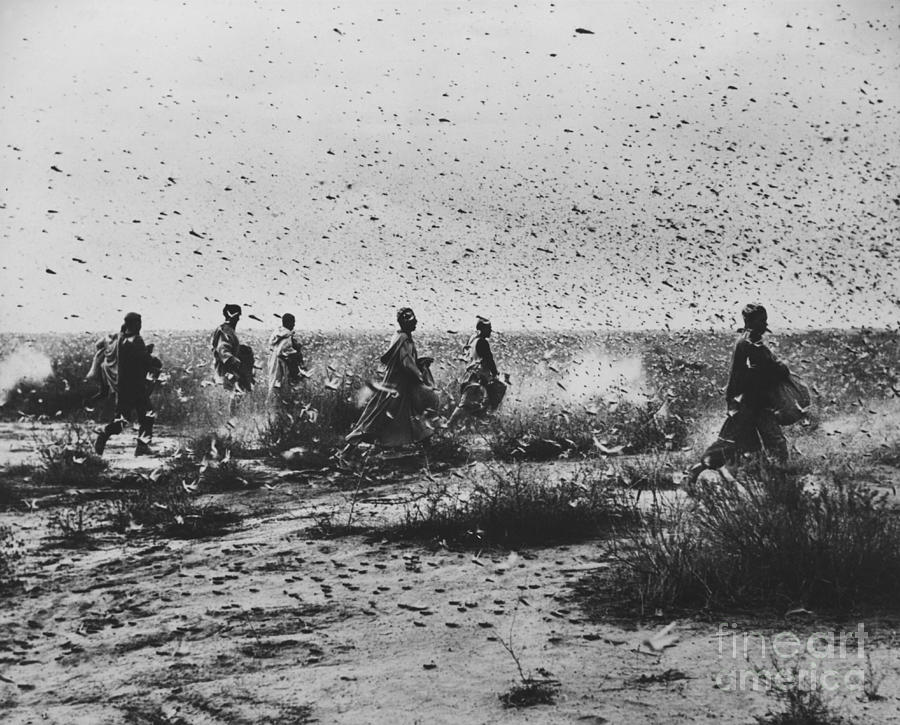 Locust Swarm Photograph by Photo Researchers - Fine Art America