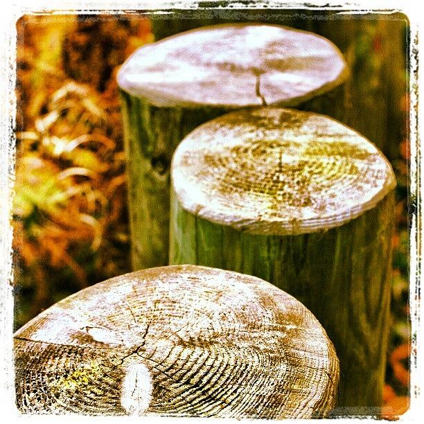 Log Fencing | Forestry Commission - Photograph by Pete Carr