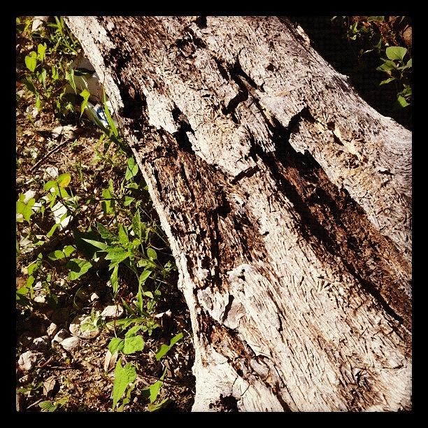 Nature Photograph - Log On The Shore by Kristina Parker