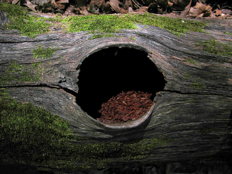 Log Portal Photograph by Adam Long