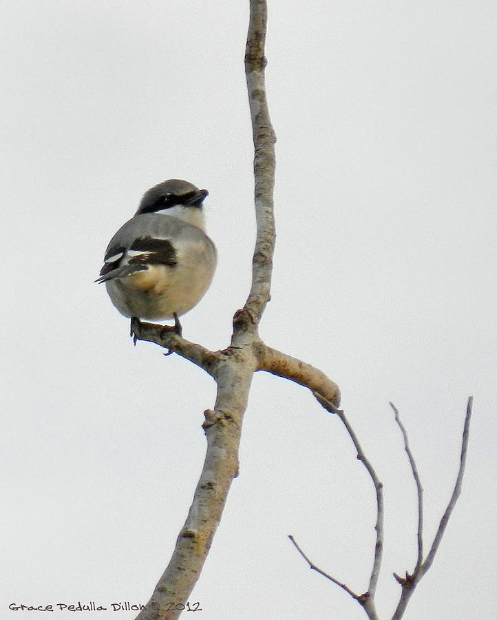 Loggerhead Shrike in a Bare Tree Photograph by Grace Dillon - Fine Art ...