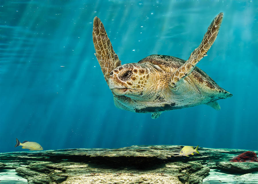 Loggerhead Turtle On Reef Photograph by Melinda Moore