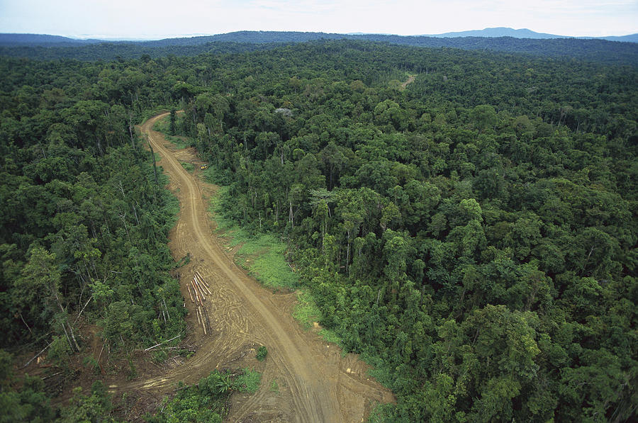 Logging Road In Lowland Tropical Photograph by Gerry Ellis