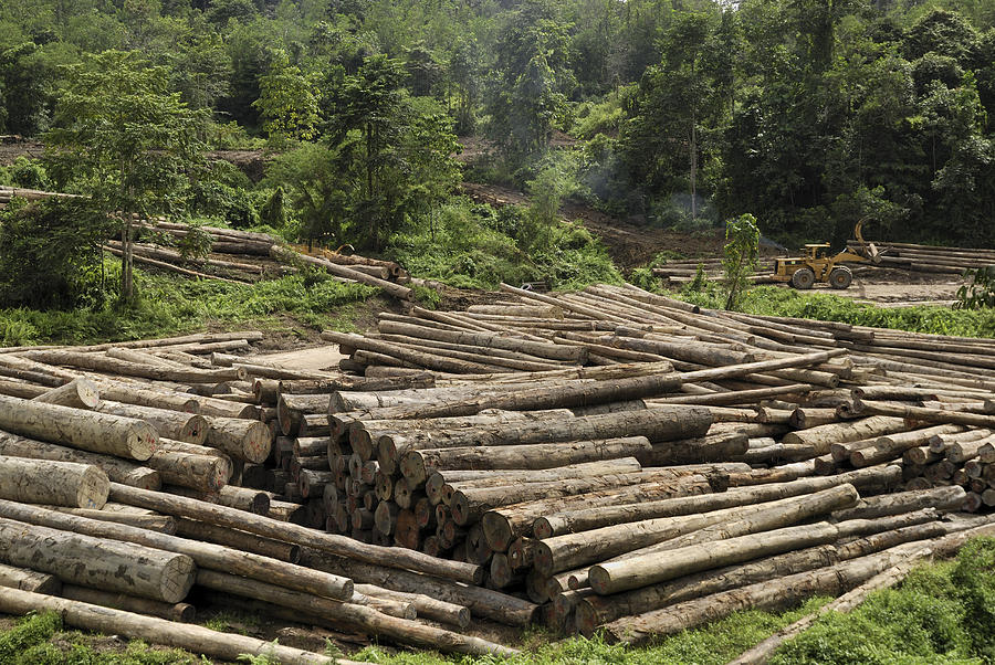 Logs In Logging Area, Danum Valley Photograph by Thomas Marent