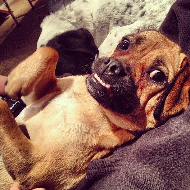 Puggle Photograph - Lola Shows Off Her #underbite. #puggle by Kristen Mitteness