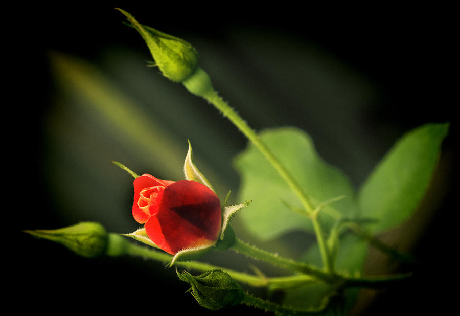 Rose Photograph - LomoRose by Sheri Bartoszek